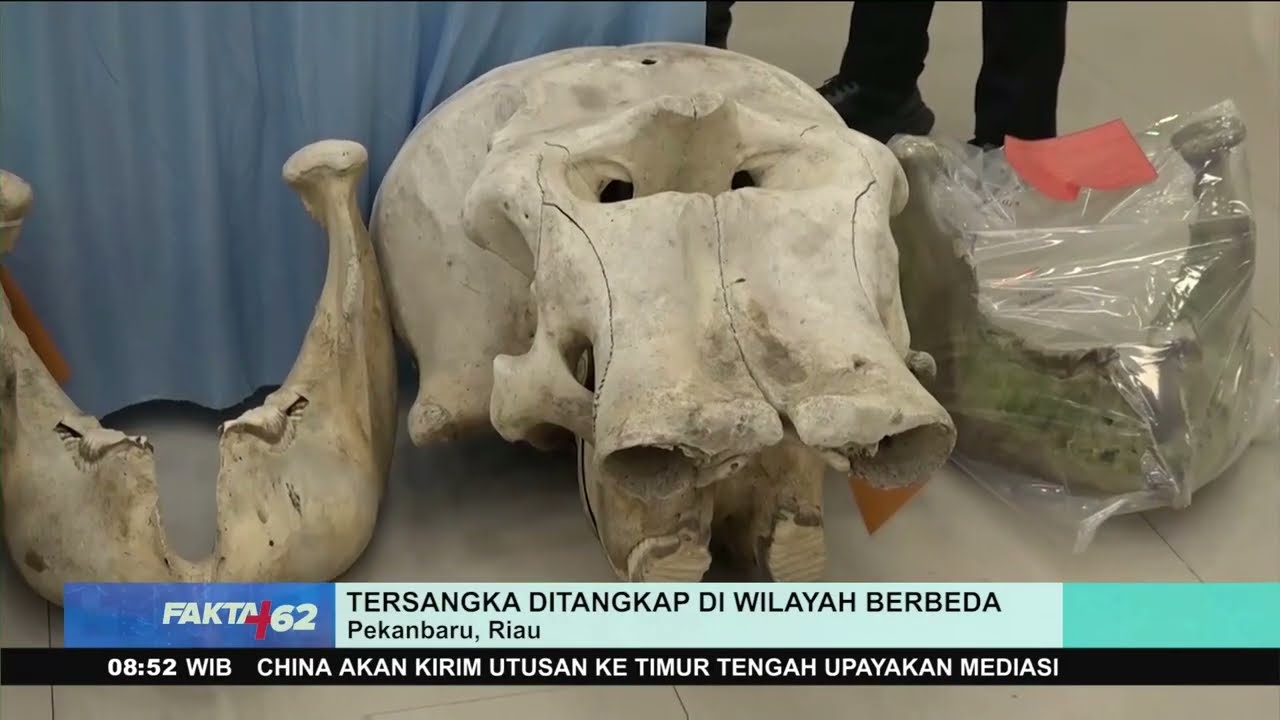 Kasus Perburuan Gajah Liar Terkuak!