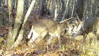 Virginia Trail Cam | Bears, Coyotes, Foxes, Deer, Turkeys, Raccoons | October  2023