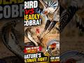 Secretarybird vs Deadly Cobra! 🦅🐍 Who Wins?