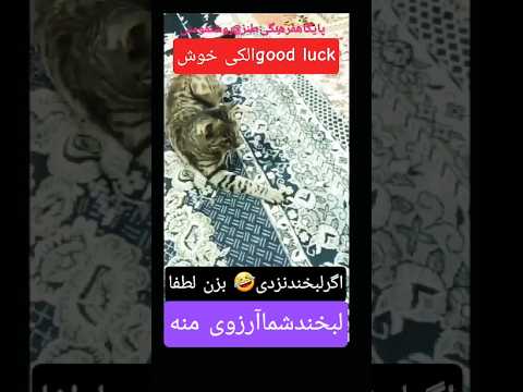 الکی خوش باگربه رقصانی پایگاهفرهنگی طنز موسیقی طنزوسرگرمی طنزتصویری خنده گربه سرگرمی روشنفومنی