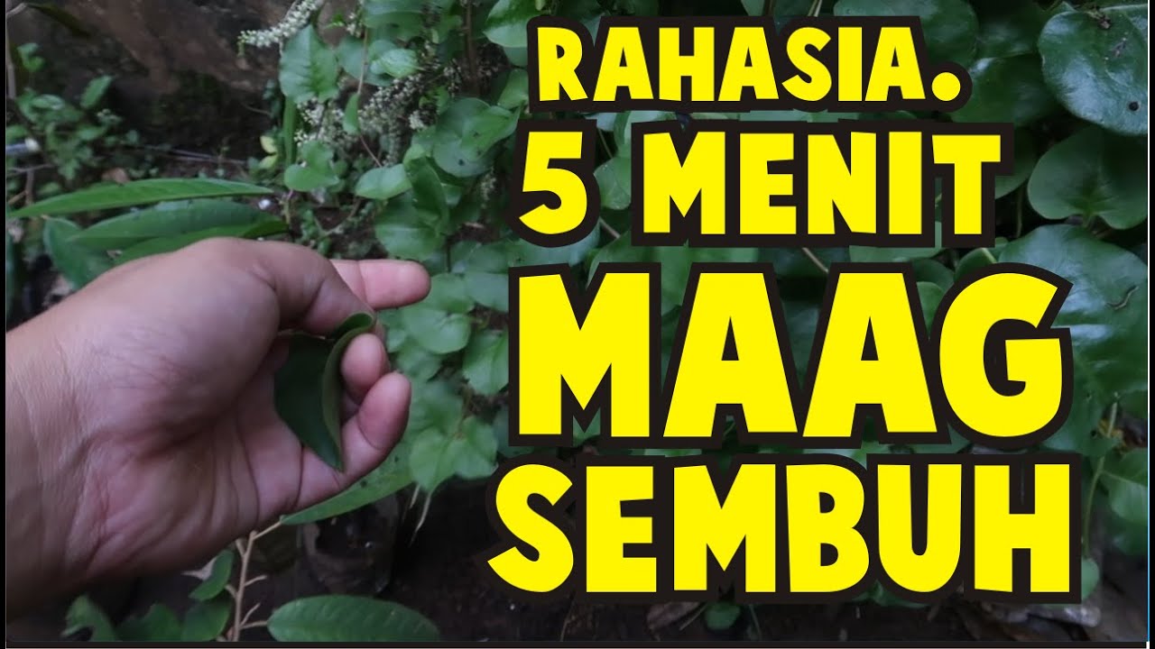 HERBAL UNTUK MAAG DAN ASAM LAMBUNG DENGAN MANFAAT DAUN BINAHONG KHASIAT