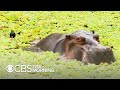 Pablo Escobar's hippos keep multiplying and Colombia doesn't know how to stop it