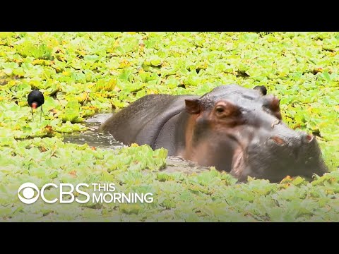 Pablo Escobar&rsquo;s hippos keep multiplying and Colombia doesn&rsquo;t know how to stop it