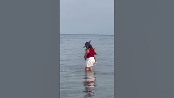 Seashells #videos #adventure #video #minivlog #shortvideo #funny #views #nature #wow #sea #shorts
