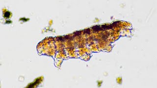 Celebrity DIY Microscope for €1 | How To Make Your Own €1 Microscope Profile