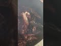 Real Pit Bbq #bbq #food #foodie #cooking