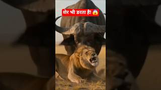African Buffalo vs Lion 🦁 #facts #shorts #animalshorts