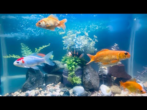 ASMR | Calming Fish Aquarium