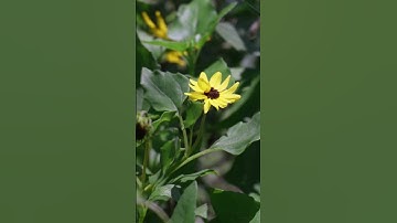 The trails of the Jupiter Inlet Lighthouse Outstanding Natural Area