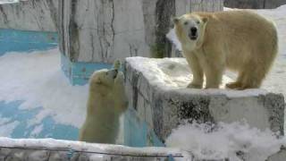 甘えん坊のイコロ(円山動物園 ホッキョクグマ)