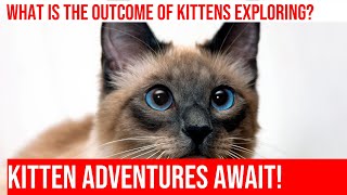 Kittens' Adorable First Steps: Exploring the Great Outdoors by Meow-sical America 129 views 4 months ago 5 minutes, 14 seconds