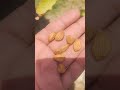 Apricot🍑Seeds .#dryfruits #short #apricots #fruit #shorts #trending #satisfying #plants #4k #fruit