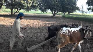 Muhammad Bashir Pakistani Farmer