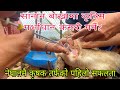 सामान बाख्रामा कृत्रिम गर्भाधान कसरी गर्ने? नेपालकै नमुना सानान बाख्रा फर्म।किसानले जान्नैपर्ने कुरा