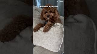 Who’s obsessed with me? #funny #viral #dog #trending #trendingshorts #obsessed #puppy