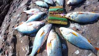 Mira!!! Encontramos Corvinas GIGANTES | Carnada de Pluma de Gallo