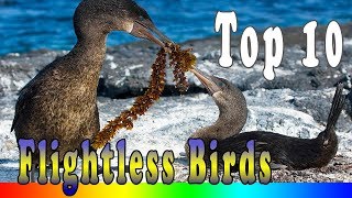 10 Amazing Flightless Birds In The World