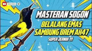 MASTERAN SOGON‼️ MATERI BELALANG EMAS SAMBUNG BREM AK47 #sogon #sogongacor #sogokontong 