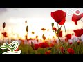 Beautiful Relaxing Music - Peaceful Flute Music, Meditation Music, Sleep Music