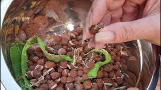 Cycnodes Repot | How to repot Catasetinae | SELF-WATERING & LECA SET UP #Catasetinae #ninjaorchids