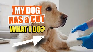 🐶MY DOG HAS a CUT. 👨‍⚕️¿Do you Require Emergency Care? by Veterinary Network 13 views 10 hours ago 5 minutes