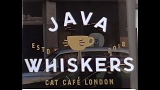 Cats and Coffee - Java Whiskers #cats #London #coffee