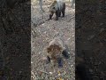 Bear Cub Gets Too Close. Then Suddenly Reacts