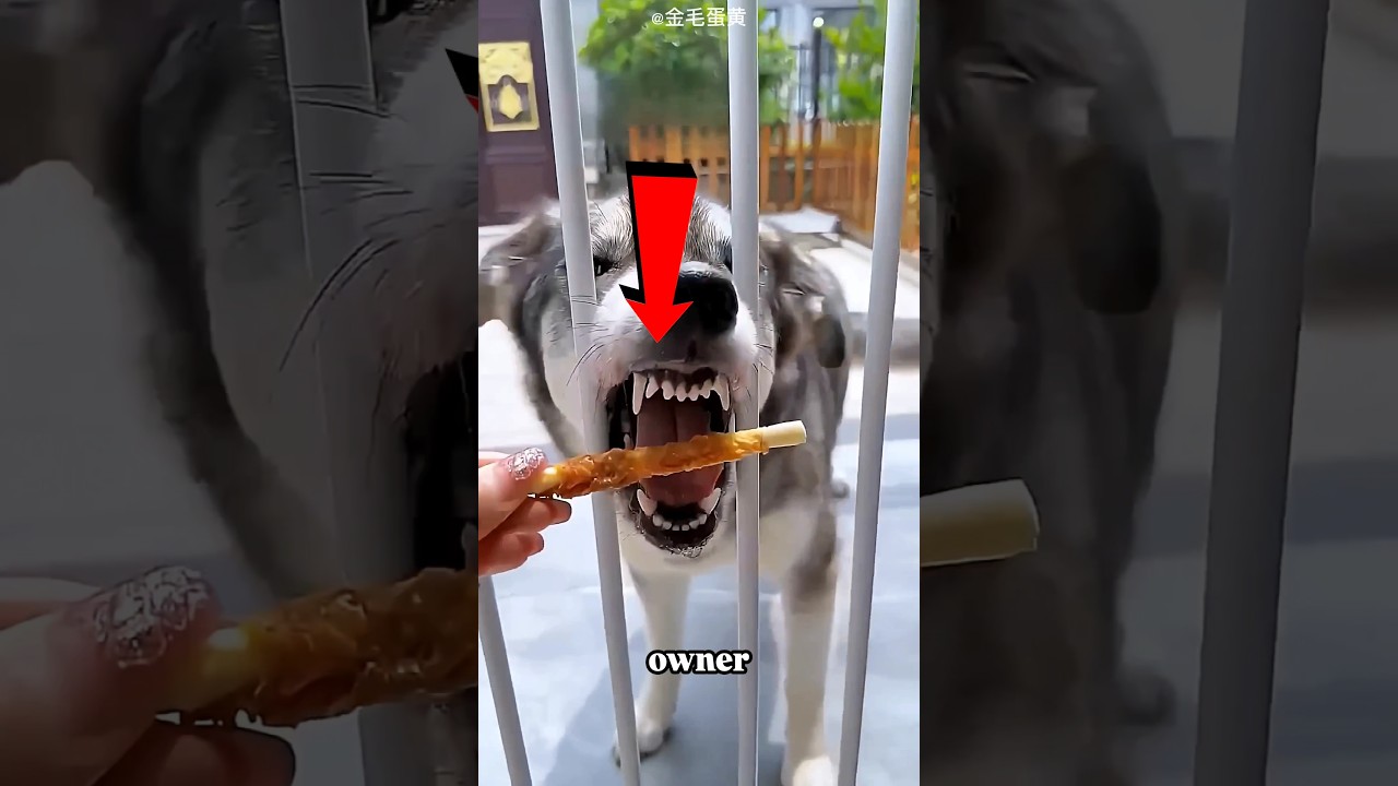 Which Dog Is the Smartest? #short #shortsfeed #pets #dog - YouTube