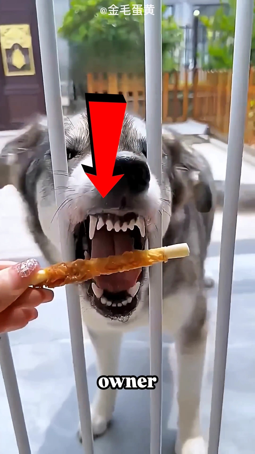 Which Dog Is the Smartest? #short #shortsfeed #pets #dog - YouTube