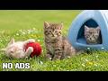 12 Hours Calming Music for Cats 💕 Cozy Rainy Night Music for Cat Sleep