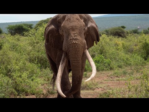 Vidéo: Pourquoi Les éléphants Ont-ils Peur Des Souris ?