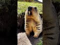 Tiny paws, big energy ⚡ #Woodchuck #Cute #AnimalLife