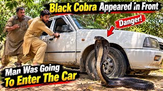     He Was Getting Into His Car… Then a Huge Black Cobra Appeared! 🐍