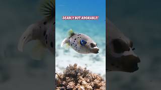This Fish Can Kill You With A Puff
