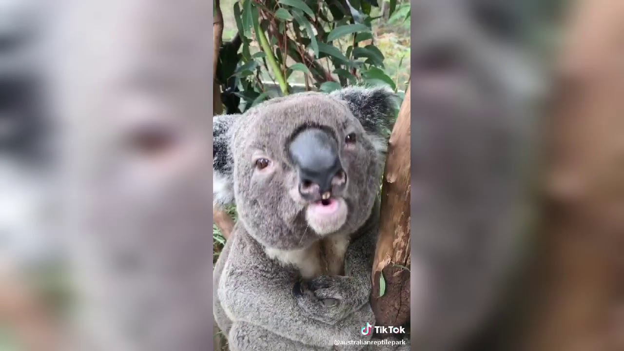 Funny and Cute Animals OF TIKTOK #funny #animals #tiktokph #cute - YouTube