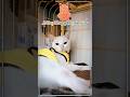 Đừng hòng giấu patê của Boss 😂 #funnyshorts #funnypets #bossmèo #patê #pets #cat #meow #shorts