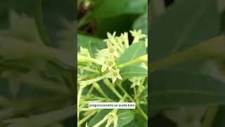 Este Arbusto Le Da La Bienvenida A La Noche Con Su Fragancia Irresistible