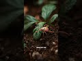 The Shocking Life Cycle of a Tick | From One Bite to 5,000 Eggs