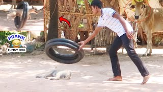 Wow !! The Ring Prank on Dog so Funny Video Try not to Luagh @MisterFunTube