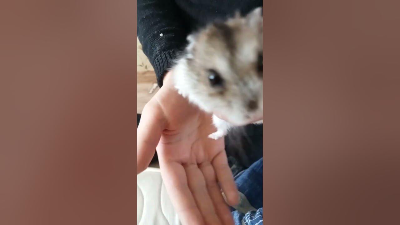 хомячок которого нашли на улице - YouTube