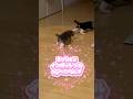 べびたんずのミッションインポッシブル😂🎀#猫 #kitten #子ネコ #子猫 #ミッションインポッシブル