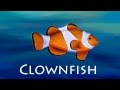 Marine Life Quiz