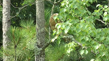 Mocking Bird attacks Hawk