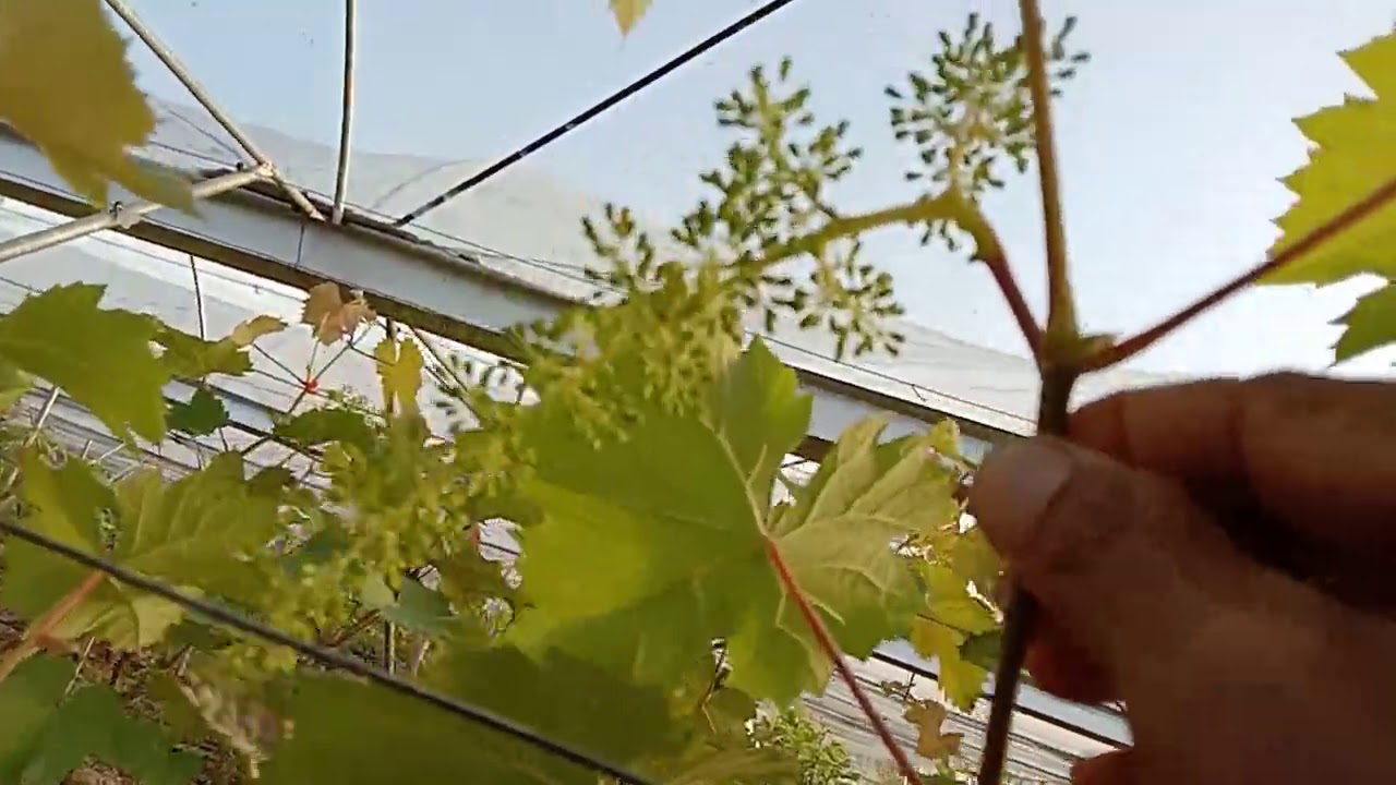 ช่อดอกองุ่นยาวๆ หลังจากทำการยืดช่อดอก โดยการฉีดพ่นจิ๊บ 6 วัน #สวนองุ่นเกศปรียา #องุ่นเมืองอุบล