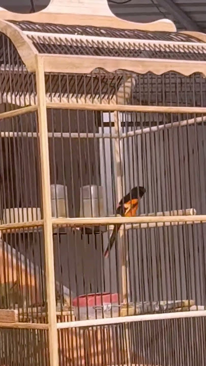 Spesialis Masteran! Burung MANTENAN Mulai Rajin Bunyi Suara Jernih. #shorts #mantenan #mantenangacor