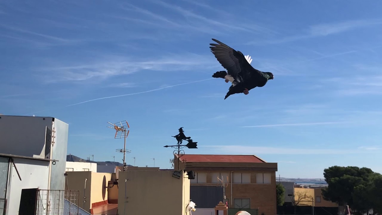 Buchon Granadino Volando