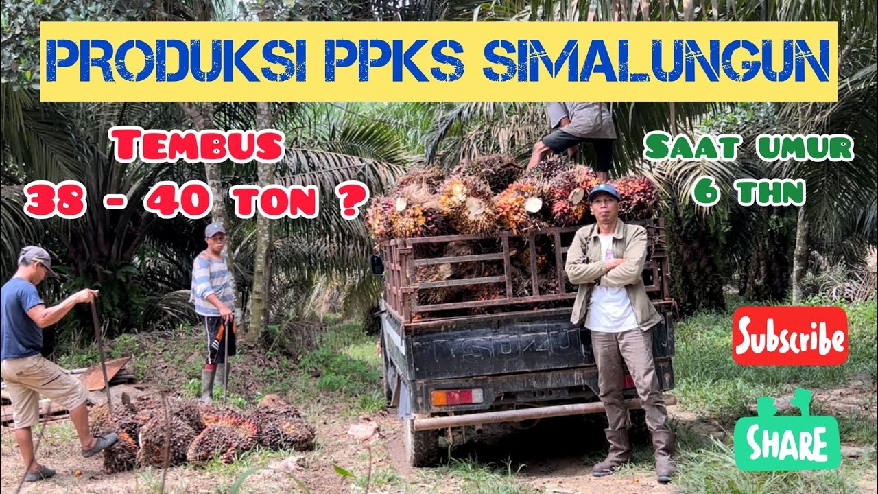 Kebun Sawit PPKS Simalungun Tembus 38-40 ton? || Prediksi Produksi Saat Umur 6 tahun