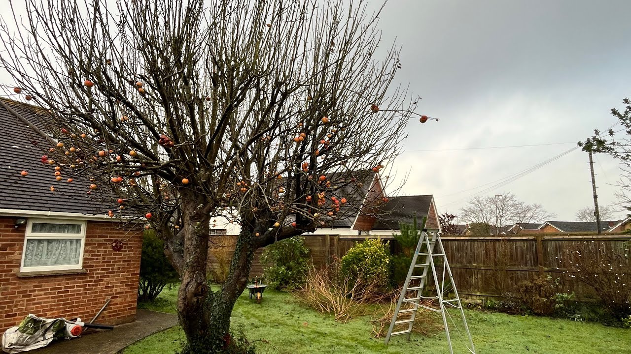 This Apple Tree gets a Very Drastic Prune!
