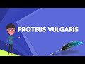 What is Proteus vulgaris?, Explain Proteus vulgaris, Define Proteus vulgaris