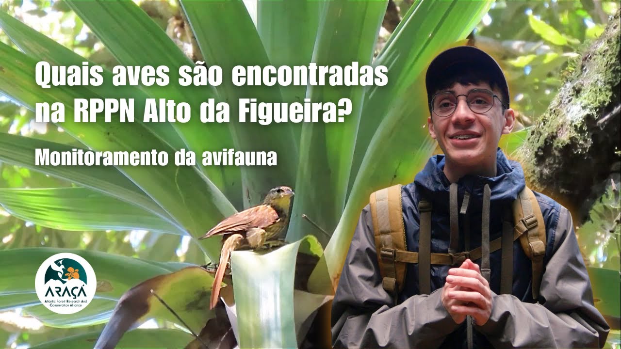 Quais Aves São Encontradas na RPPN Alto da Figueira? Monitoramento da Avifauna